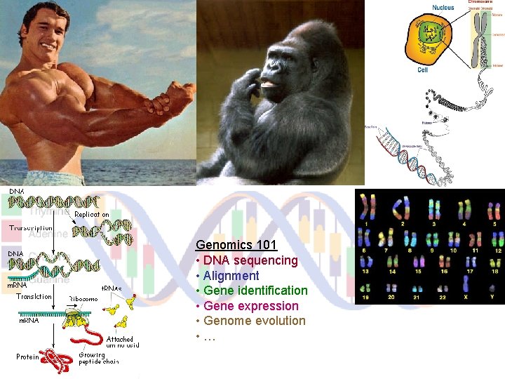 Genomics 101 • DNA sequencing • Alignment • Gene identification • Gene expression •