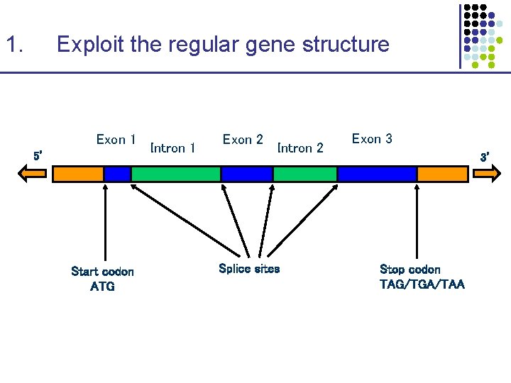 1. Exploit the regular gene structure Exon 1 5’ Start codon ATG Intron 1