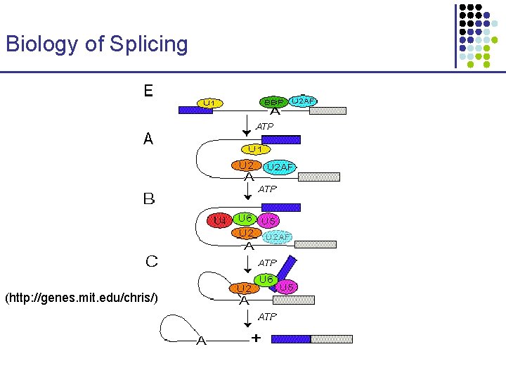 Biology of Splicing (http: //genes. mit. edu/chris/) 