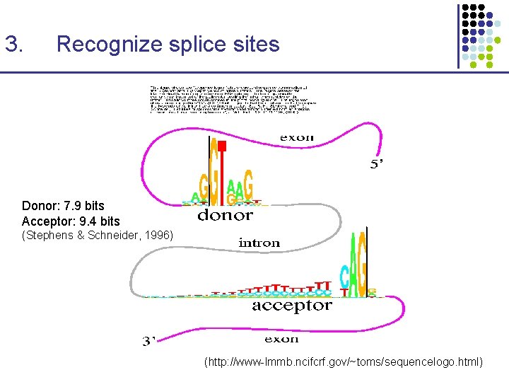 3. Recognize splice sites Donor: 7. 9 bits Acceptor: 9. 4 bits (Stephens &