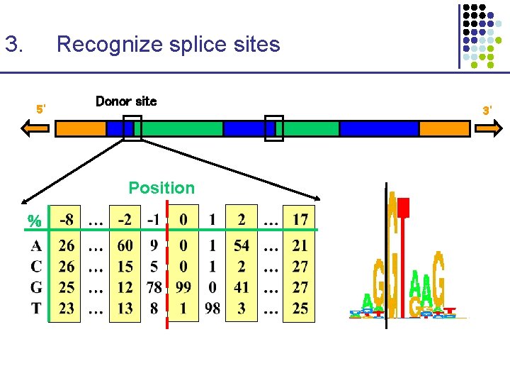 3. Recognize splice sites 5’ Donor site Position % 3’ 