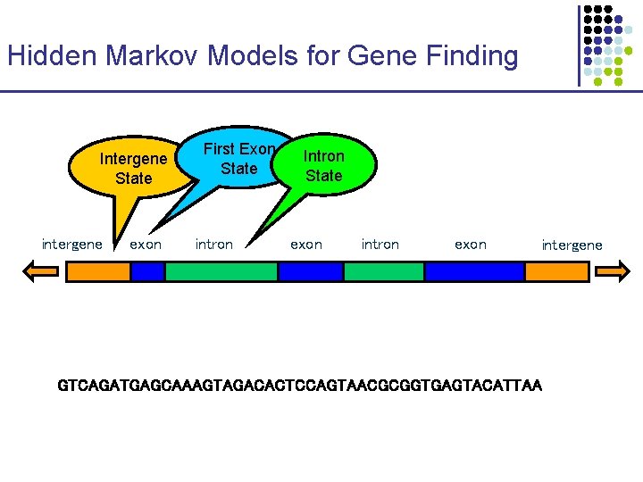 Hidden Markov Models for Gene Finding Intergene State intergene exon First Exon State intron