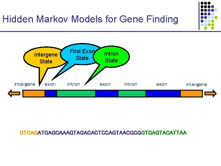 Hidden Markov Models for Gene Finding Intergene State intergene exon First Exon State intron