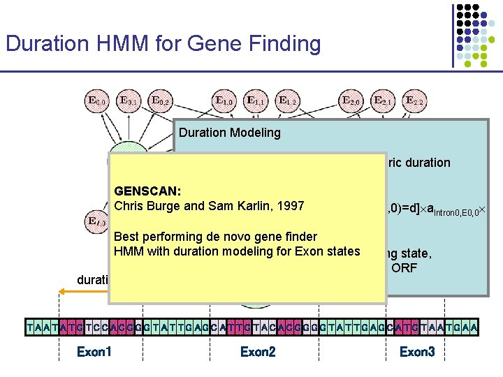 Duration HMM for Gene Finding Duration Modeling Introns: regular HMM states—geometric duration Exons: special