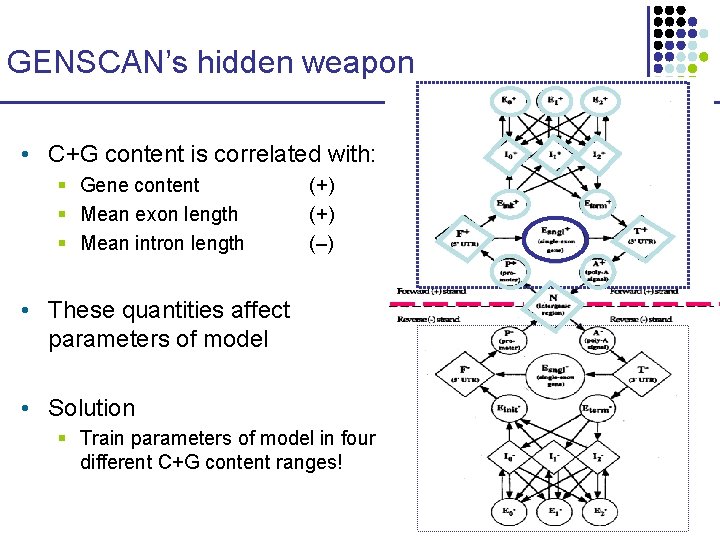 GENSCAN’s hidden weapon • C+G content is correlated with: § Gene content § Mean