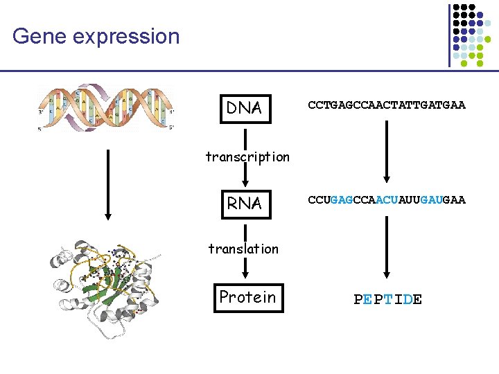 Gene expression DNA CCTGAGCCAACTATTGATGAA transcription RNA CCUGAGCCAACUAUUGAUGAA translation Protein PEPTIDE 