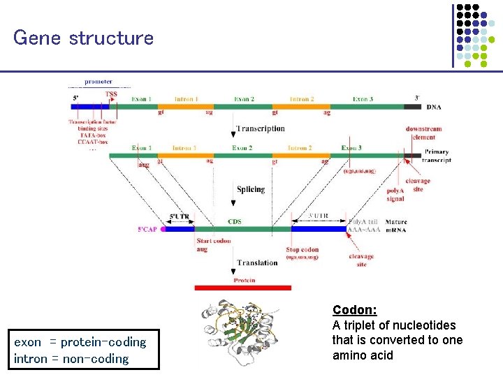 Gene structure intron 1 exon 1 intron 2 exon 3 transcription splicing translation exon