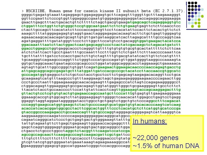 In humans: ~22, 000 genes ~1. 5% of human DNA 