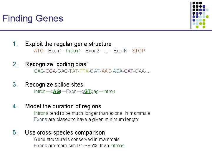 Finding Genes 1. Exploit the regular gene structure ATG—Exon 1—Intron 1—Exon 2—…—Exon. N—STOP 2.