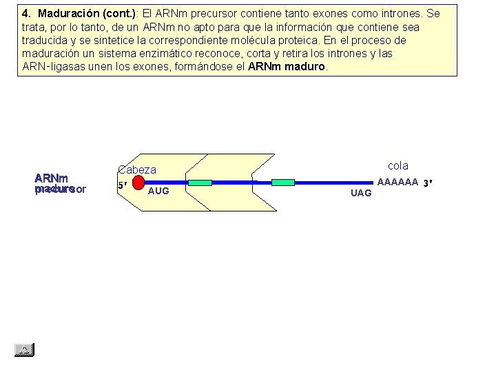 4. Maduración (cont. ): El ARNm precursor contiene tanto exones como intrones. Se trata,