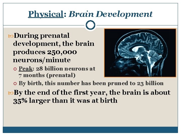 Physical: Brain Development During prenatal development, the brain produces 250, 000 neurons/minute Peak: 28