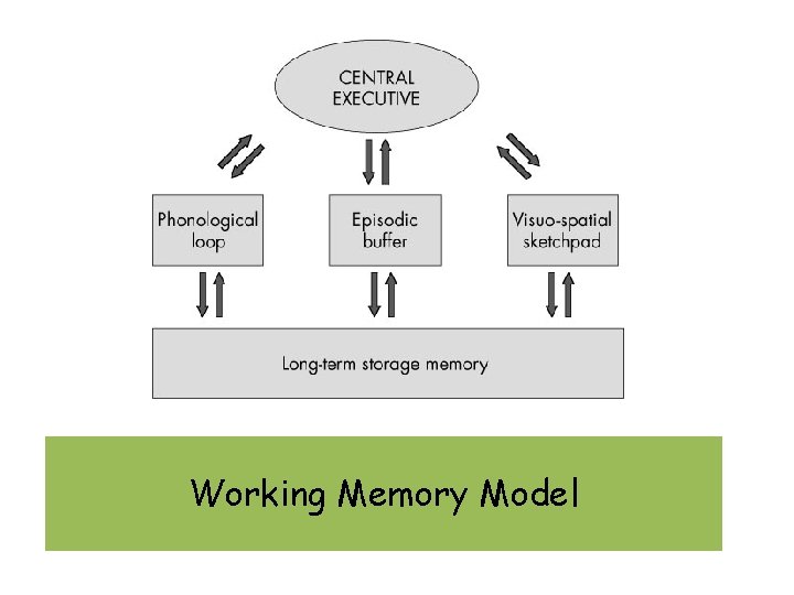 Working Memory Model 