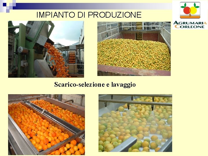 IMPIANTO DI PRODUZIONE Scarico-selezione e lavaggio 