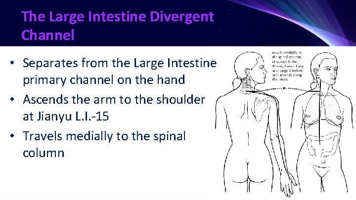 The Large Intestine Divergent Channel • Separates from the Large Intestine primary channel on