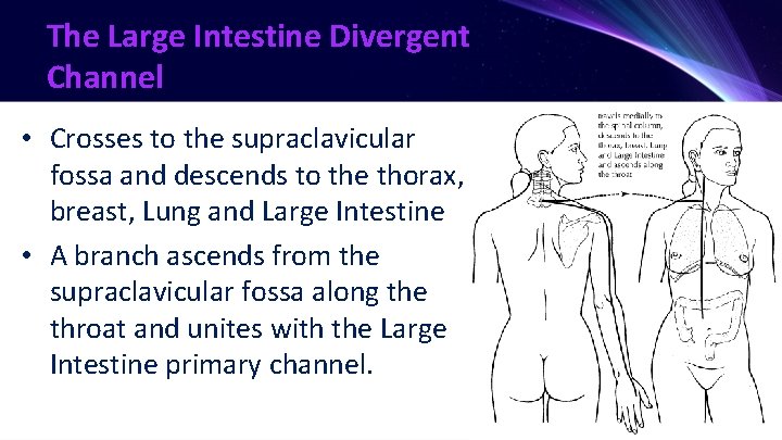 The Large Intestine Divergent Channel • Crosses to the supraclavicular fossa and descends to