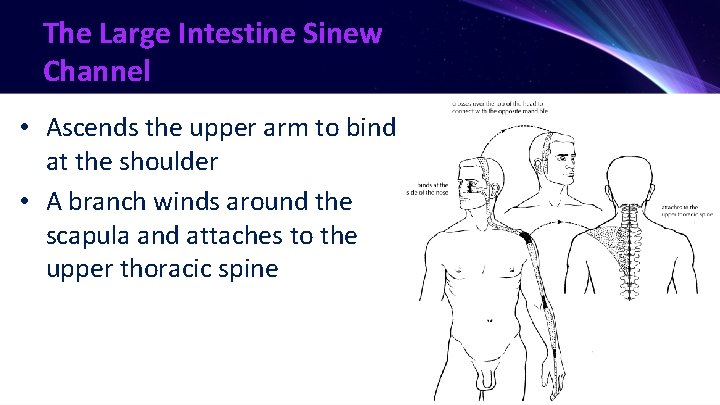The Large Intestine Sinew Channel • Ascends the upper arm to bind at the