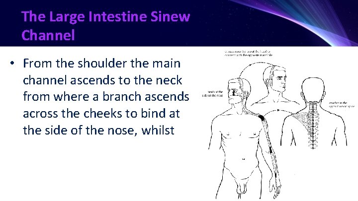 The Large Intestine Sinew Channel • From the shoulder the main channel ascends to