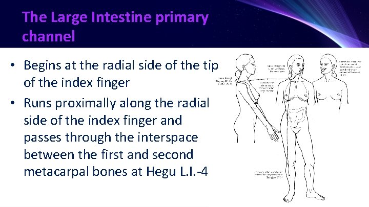 The Large Intestine primary channel • Begins at the radial side of the tip