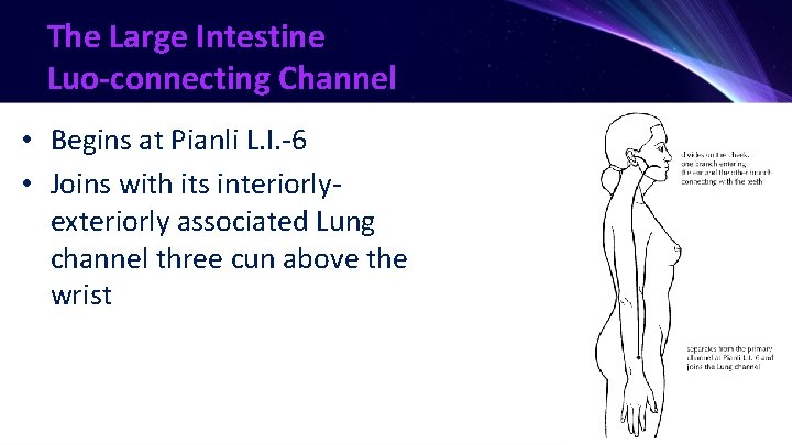 The Large Intestine Luo-connecting Channel • Begins at Pianli L. I. -6 • Joins