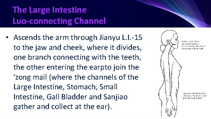 The Large Intestine Luo-connecting Channel • Ascends the arm through Jianyu L. I. -15