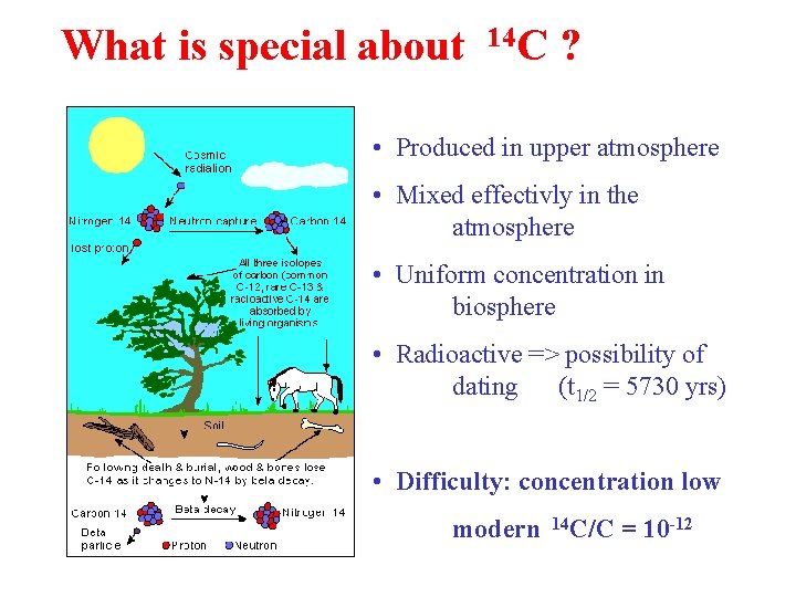 What is special about 14 C ? • Produced in upper atmosphere • Mixed