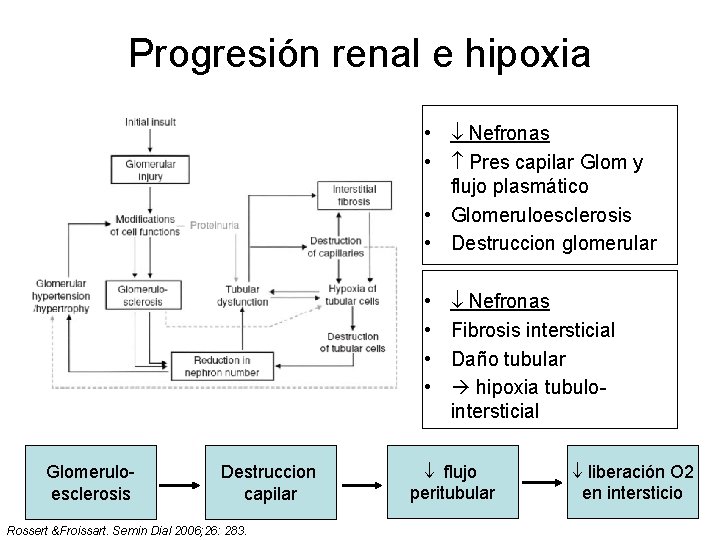 Progresión renal e hipoxia • Nefronas • Pres capilar Glom y flujo plasmático •
