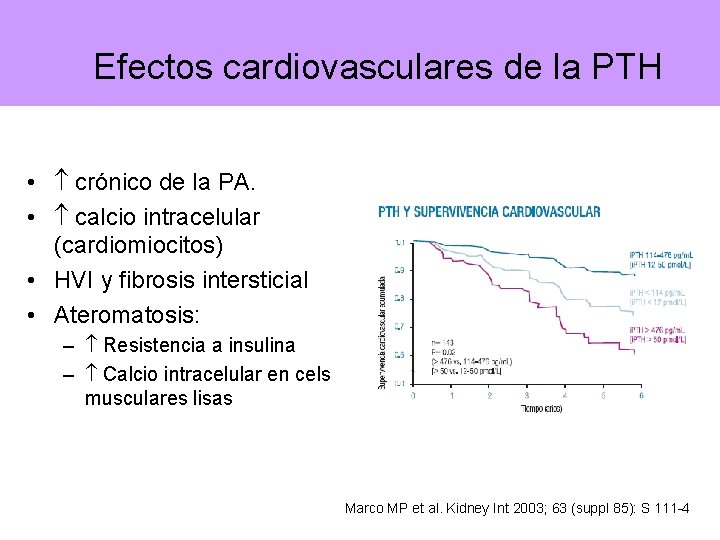 Efectos cardiovasculares de la PTH • crónico de la PA. • calcio intracelular (cardiomiocitos)