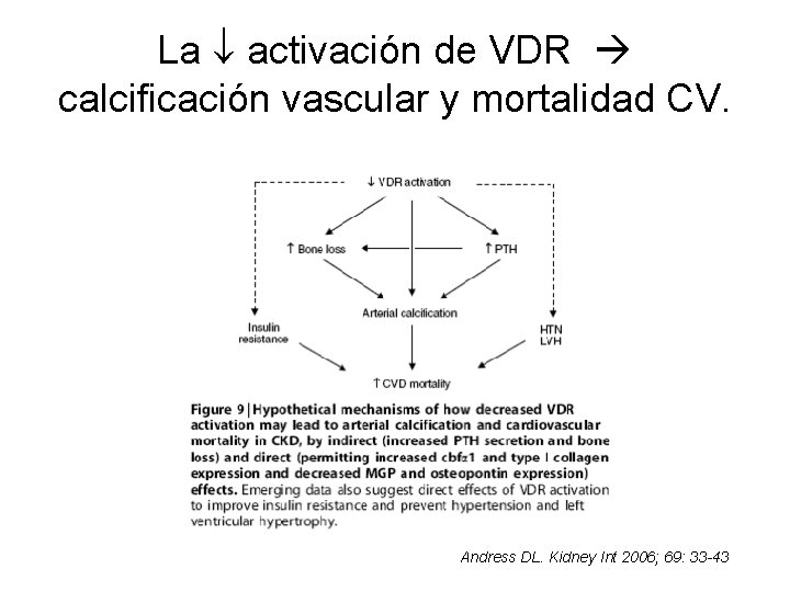La activación de VDR calcificación vascular y mortalidad CV. Andress DL. Kidney Int 2006;