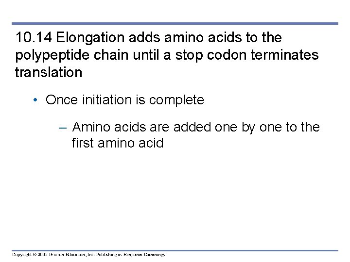 10. 14 Elongation adds amino acids to the polypeptide chain until a stop codon