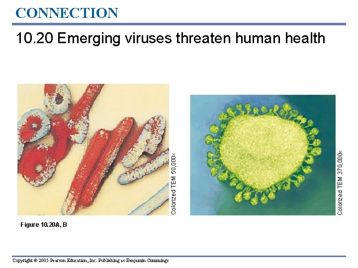 CONNECTION Figure 10. 20 A, B Copyright © 2005 Pearson Education, Inc. Publishing as