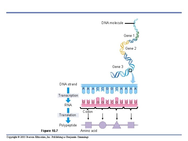 DNA molecule Gene 1 Gene 2 Gene 3 DNA strand A A A C