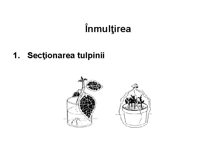 Înmulţirea 1. Secţionarea tulpinii 