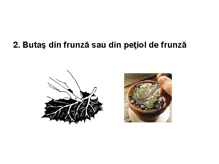 2. Butaş din frunză sau din peţiol de frunză 