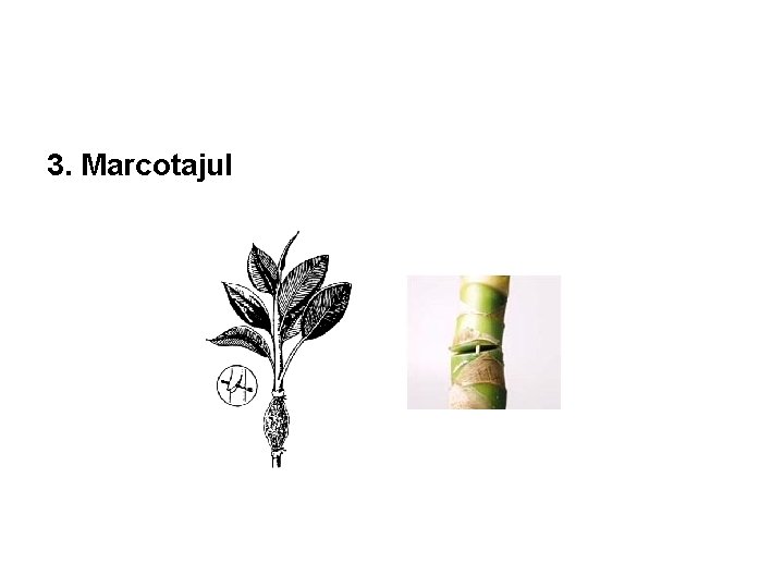 3. Marcotajul 