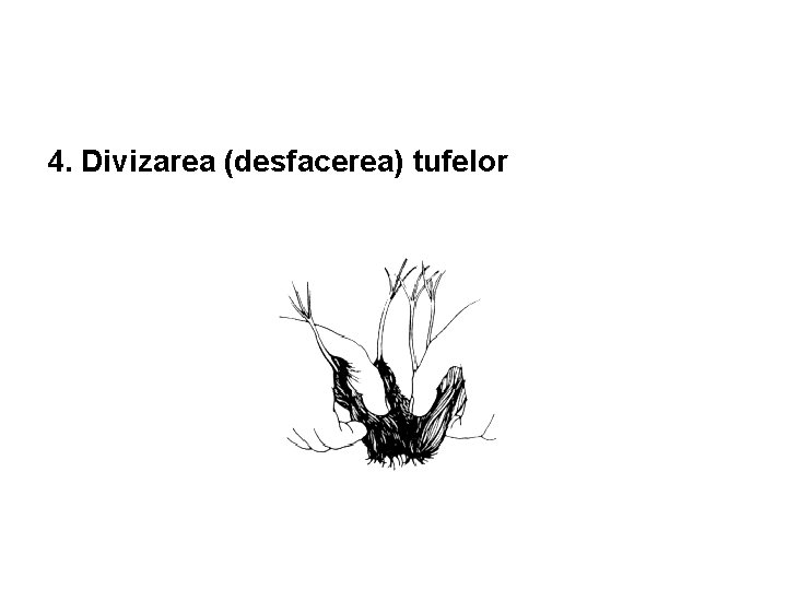 4. Divizarea (desfacerea) tufelor 