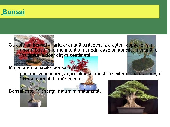  Bonsai Ce este un bonsai - arta orientală străveche a creşterii copacilor şi
