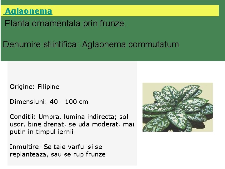  Aglaonema Planta ornamentala prin frunze. Denumire stiintifica: Aglaonema commutatum Origine: Filipine Dimensiuni: 40