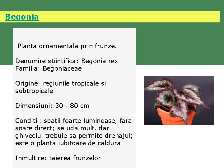  Begonia Planta ornamentala prin frunze. Denumire stiintifica: Begonia rex Familia: Begoniaceae Origine: regiunile