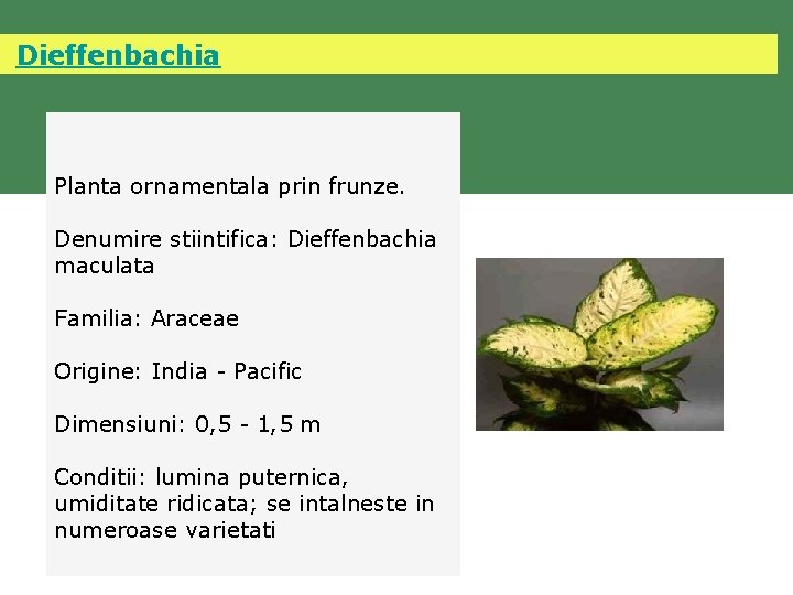  Dieffenbachia Planta ornamentala prin frunze. Denumire stiintifica: Dieffenbachia maculata Familia: Araceae Origine: India