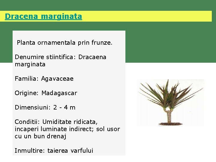  Dracena marginata Planta ornamentala prin frunze. Denumire stiintifica: Dracaena marginata Familia: Agavaceae Origine: