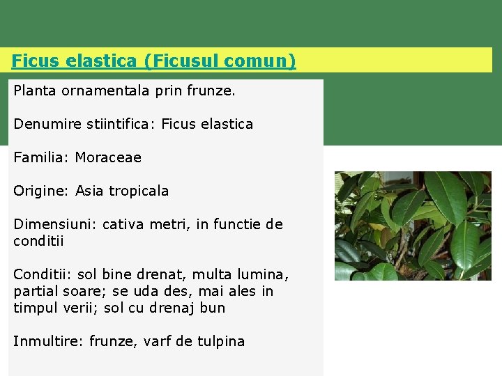  Ficus elastica (Ficusul comun) Planta ornamentala prin frunze. Denumire stiintifica: Ficus elastica Familia: