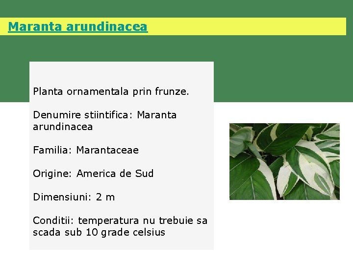  Maranta arundinacea Planta ornamentala prin frunze. Denumire stiintifica: Maranta arundinacea Familia: Marantaceae Origine: