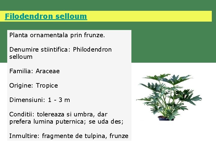  Filodendron selloum Planta ornamentala prin frunze. Denumire stiintifica: Philodendron selloum Familia: Araceae Origine: