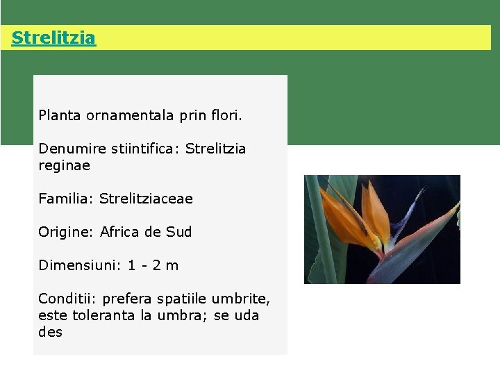  Strelitzia Planta ornamentala prin flori. Denumire stiintifica: Strelitzia reginae Familia: Strelitziaceae Origine: Africa
