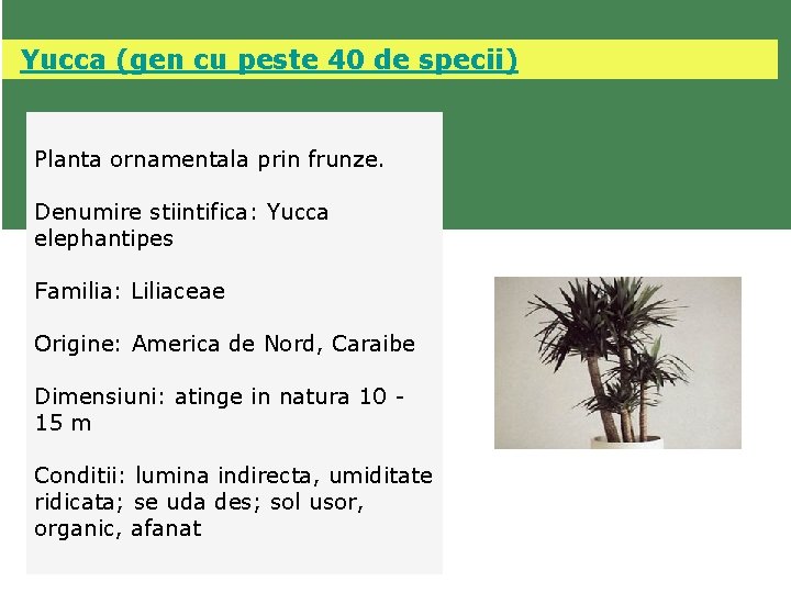  Yucca (gen cu peste 40 de specii) Planta ornamentala prin frunze. Denumire stiintifica: