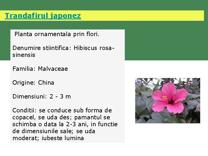  Trandafirul japonez Planta ornamentala prin flori. Denumire stiintifica: Hibiscus rosasinensis Familia: Malvaceae Origine: