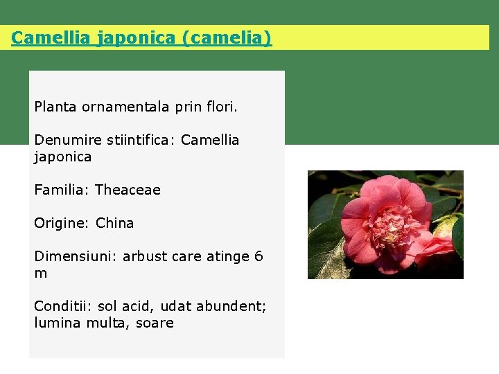  Camellia japonica (camelia) Planta ornamentala prin flori. Denumire stiintifica: Camellia japonica Familia: Theaceae