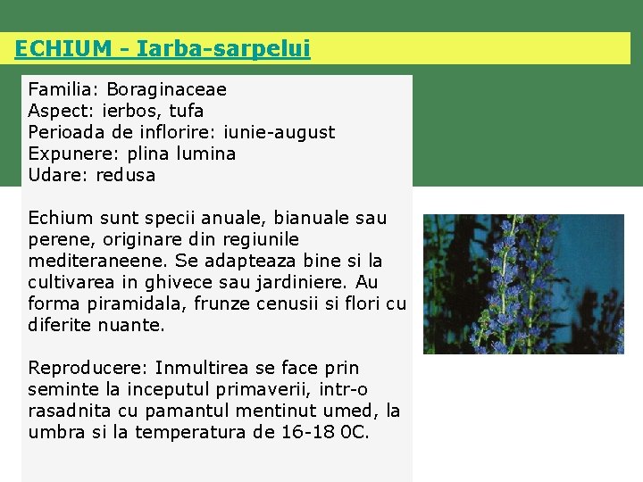  ECHIUM - Iarba-sarpelui Familia: Boraginaceae Aspect: ierbos, tufa Perioada de inflorire: iunie-august Expunere: