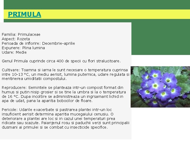  PRIMULA Familia: Primulaceae Aspect: Rozeta Perioada de inflorire: Decembrie-aprilie Expunere: Plina lumina Udare:
