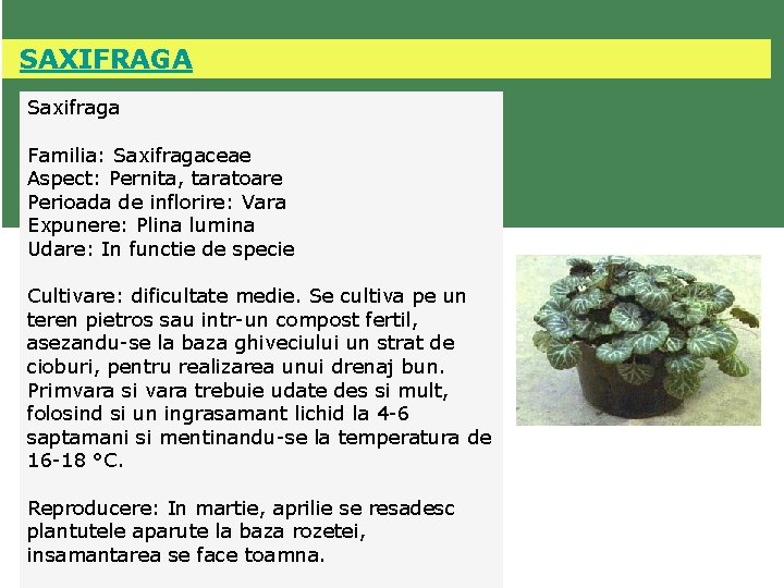  SAXIFRAGA Saxifraga Familia: Saxifragaceae Aspect: Pernita, taratoare Perioada de inflorire: Vara Expunere: Plina